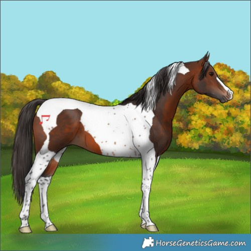 Horse Color:Brown Tobiano 