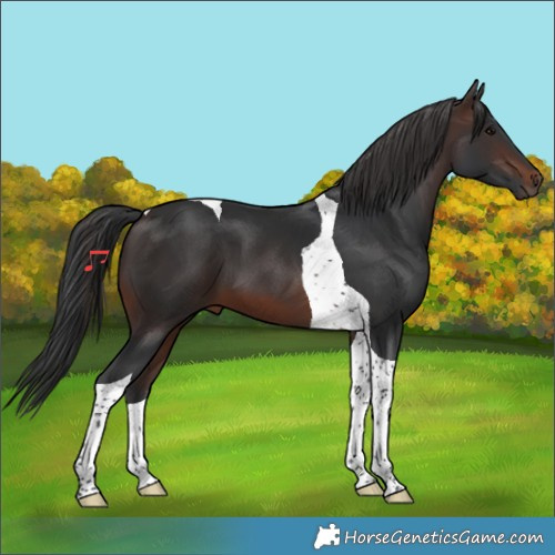 Horse Color:Brown Tobiano 