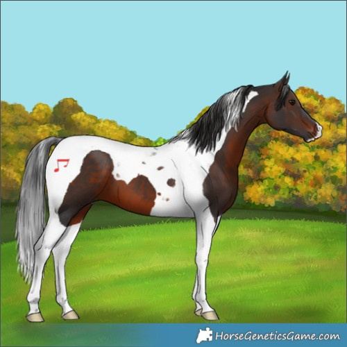 Horse Color:Brown Tobiano 