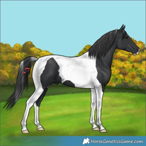Horse Color:Black Tobiano