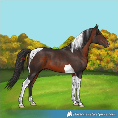 Horse Color:Brown Tobiano