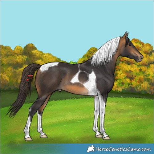 Horse Color:Buckskin Tobiano