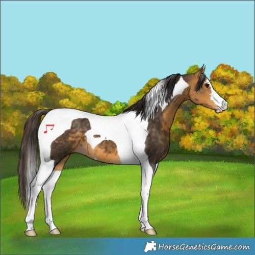 Horse Color:Buckskin Tobiano 