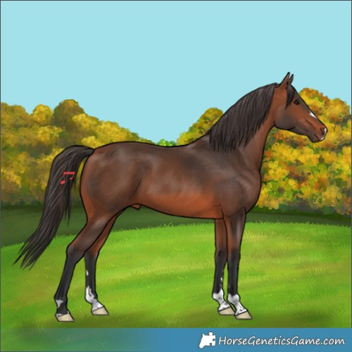 Horse Color:Bay 