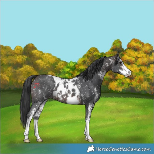 Horse Color:Brown Sabino Skewed Appaloosa 