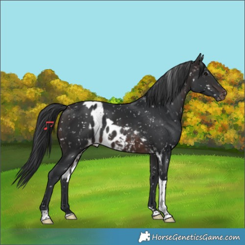 Horse Color:Brown Tobiano Skewed LP Spotted