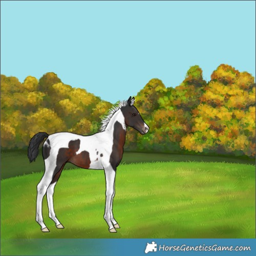 Horse Color:Brown Tobiano Skewed Appaloosa 