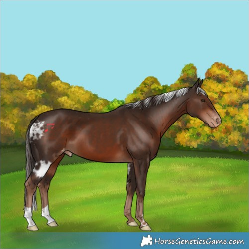 Horse Color:Liver Chestnut Skewed Appaloosa