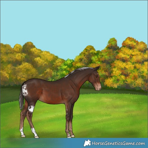 Horse Color:Liver Chestnut Skewed Appaloosa