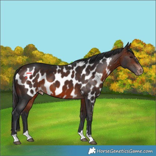 Horse Color:Brown Skewed Appaloosa 