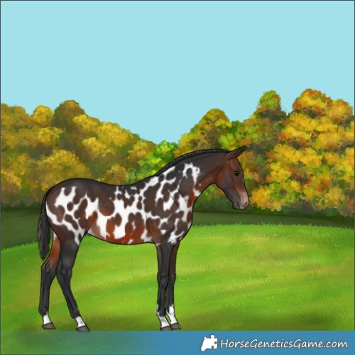 Horse Color:Brown Skewed Appaloosa