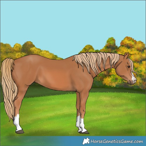 Horse Color:Unknown 