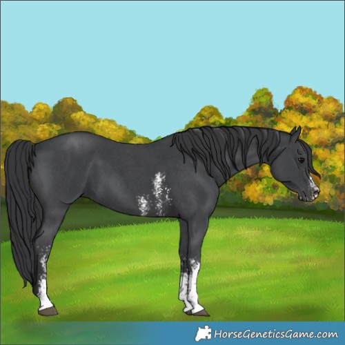 Horse Color:Black Sabino 