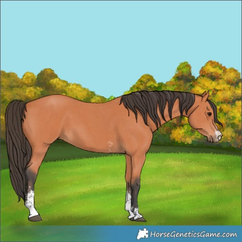 Horse Color:Unknown 