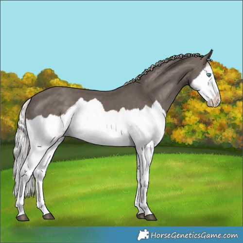 Horse Color:Silver Black Splash 