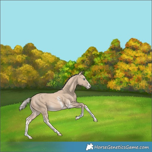 Horse Color:Cremello Sabino Splash 