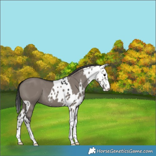 Horse Color:Grullo Skewed Appaloosa 