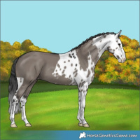 Horse Color:Grullo Skewed LP Spotted 