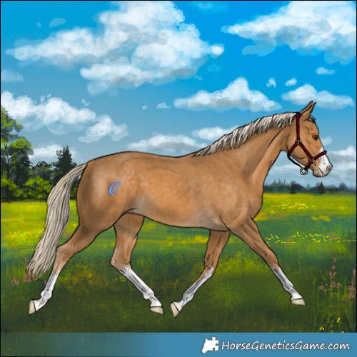 Horse Color:Palomino 