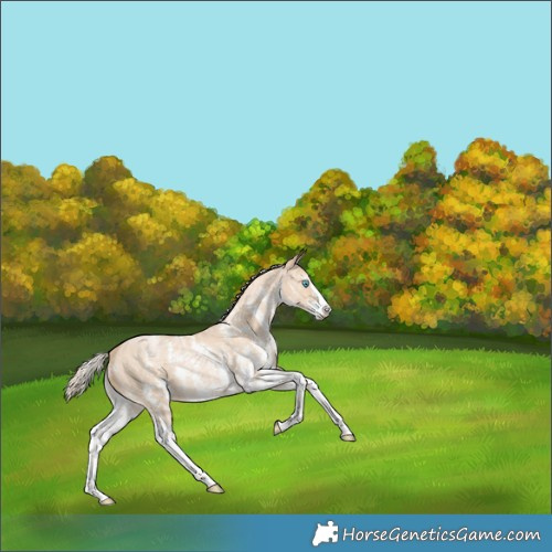 Horse Color:Palomino Pearl Sabino