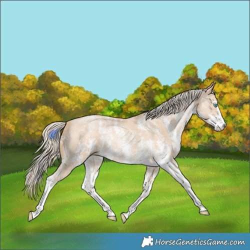 Horse Color:Palomino Pearl Sabino 