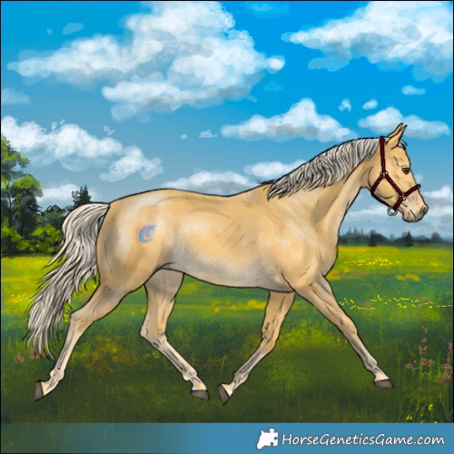 Horse Color:Palomino 