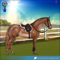 Horse Color:Chestnut Rabicano 