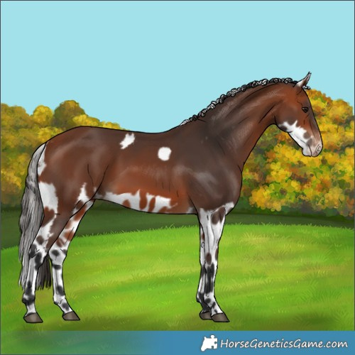 Horse Color:Bay Skewed Appaloosa 
