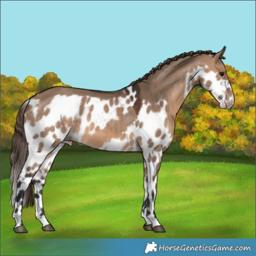 Horse Color:Brown Dun Skewed Appaloosa 