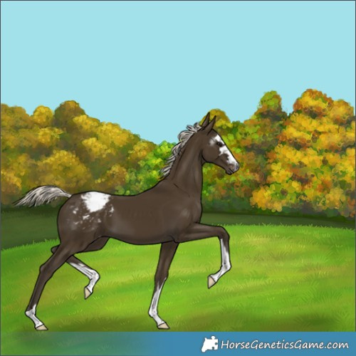 Horse Color:Gray Silver Smoky Black Appaloosa 
