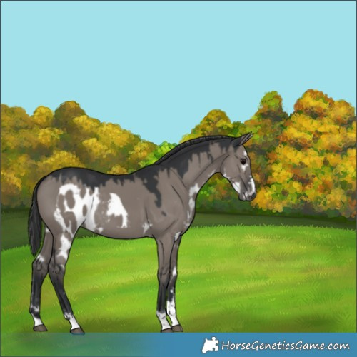 Horse Color:Grullo Skewed Appaloosa