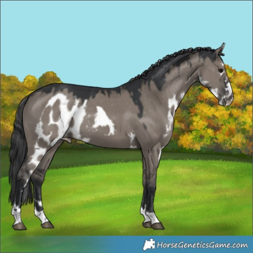 Horse Color:Grullo Skewed Appaloosa