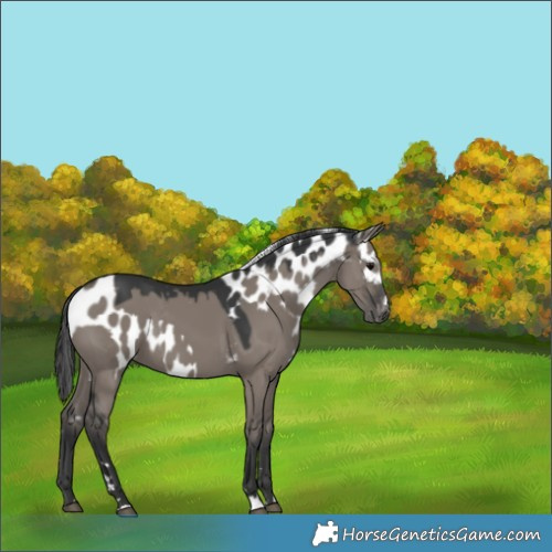 Horse Color:Grullo Skewed Appaloosa 