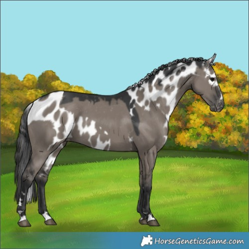 Horse Color:Grullo Skewed Appaloosa 