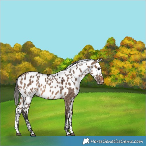 Horse Color:Brown Dun Skewed Appaloosa