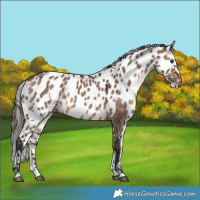 Horse Color:Brown Dun Skewed LP Spotted