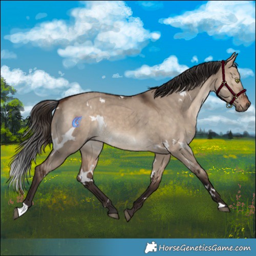 Horse Color:White Spotted Brown Dun 