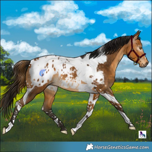 Horse Color:Gray Buckskin Tobiano Appaloosa