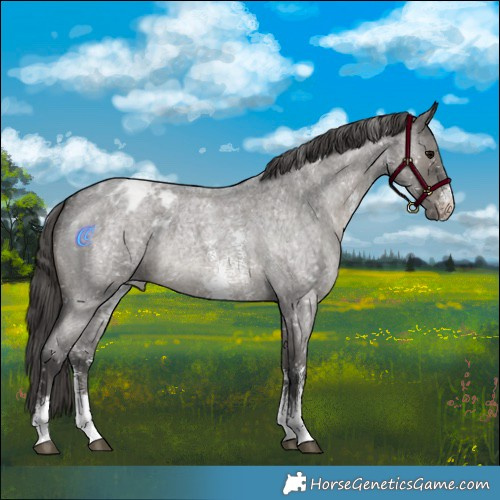 Horse Color:Grullo Roan Mushroom Sabino Appaloosa