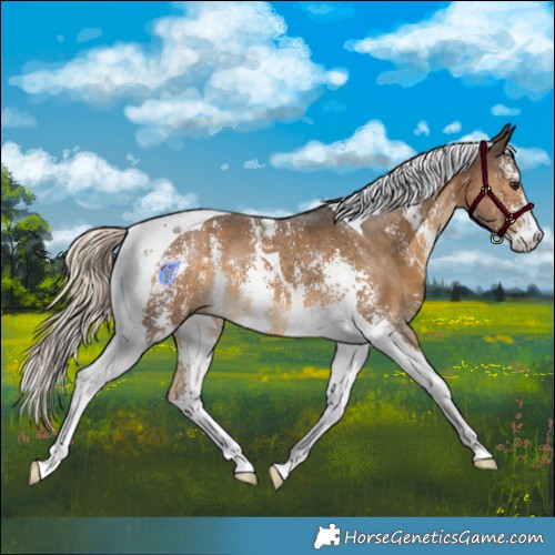 Horse Color:Chocolate Palomino Sabino Tobiano 