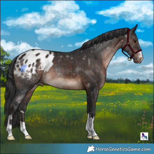 Horse Color:Brown Mushroom Appaloosa 