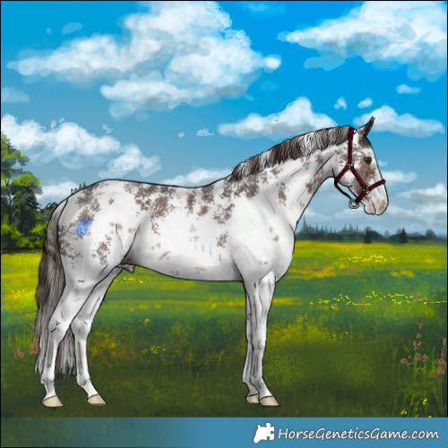 Horse Color:Liver Chestnut Sabino 