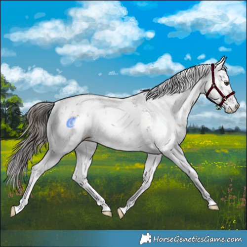 Horse Color:Liver Chestnut Sabino Appaloosa Rabicano 