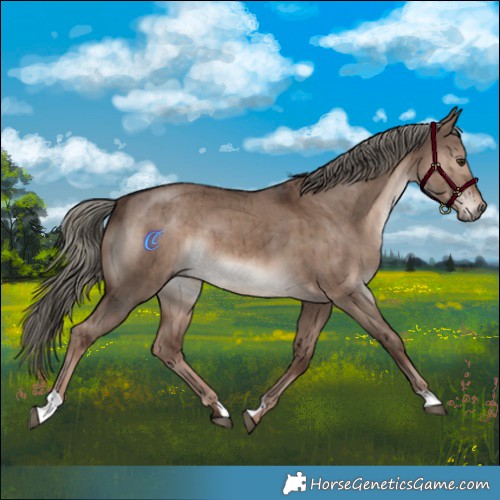 Horse Color:Liver Red Dun Mushroom Brindle 