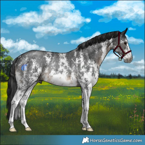 Horse Color:Gray Brown Sabino Rabicano