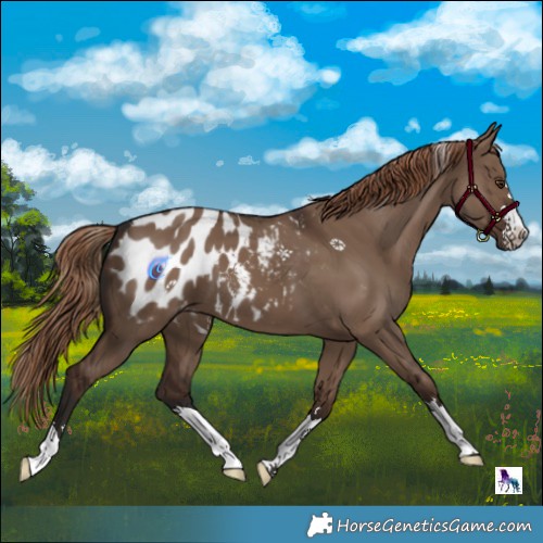 Horse Color:Liver Red Dun Appaloosa