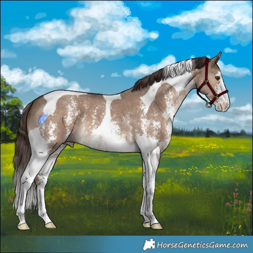 Horse Color:Liver Red Dun Sabino Tobiano