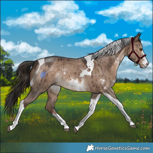 Horse Color:Liver Red Dun Sabino Tobiano Brindle 