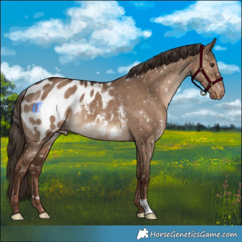 Horse Color:Liver Red Dun Appaloosa