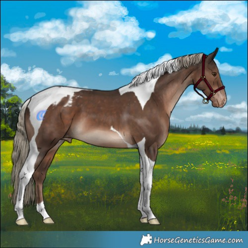 Horse Color:Liver Chestnut Mushroom Tobiano Appaloosa 